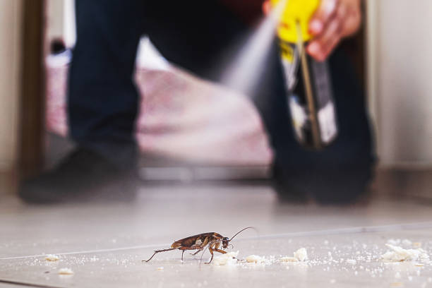 Best Insect Control  in Auburn Lake Trails, CA