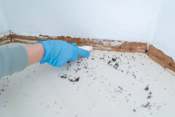 Best Bed Bug Extermination  in Auburn Lake Trails, CA